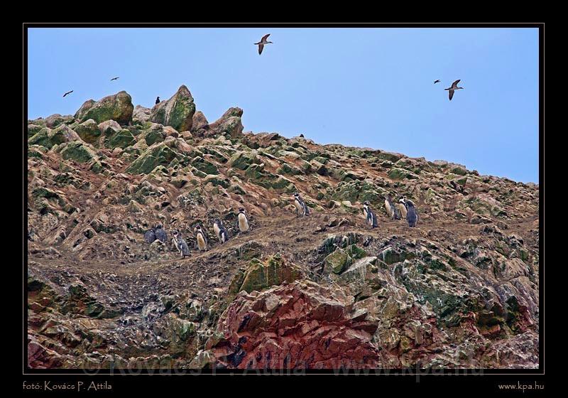 Ballestas Islands 016.jpg